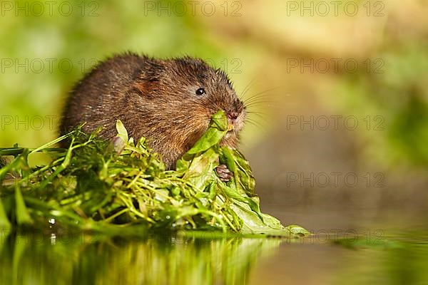 Water Vole