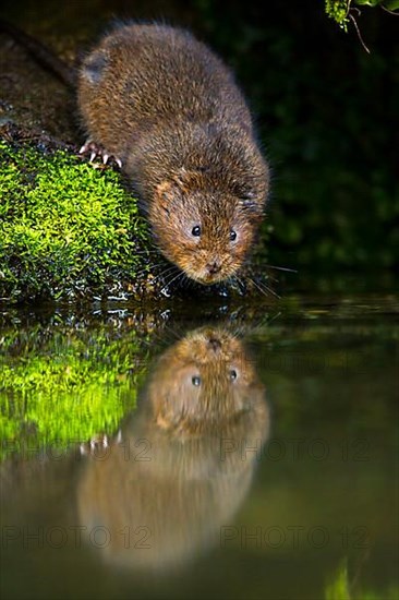 Water Vole