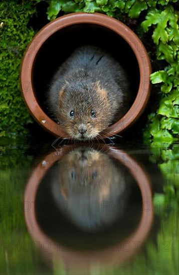 Water Vole