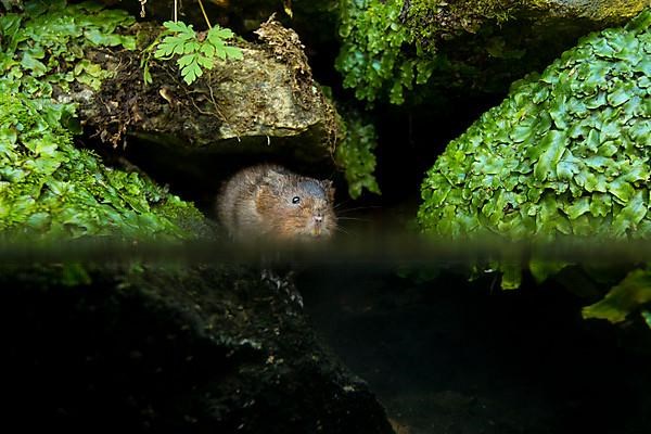 Water Vole