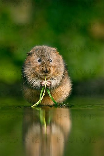 Water Vole