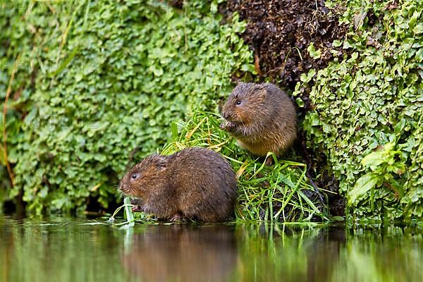 Water Vole