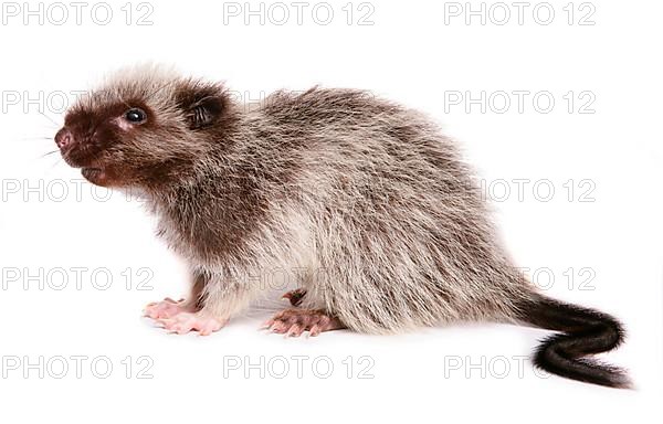 Northern luzon giant cloud rat