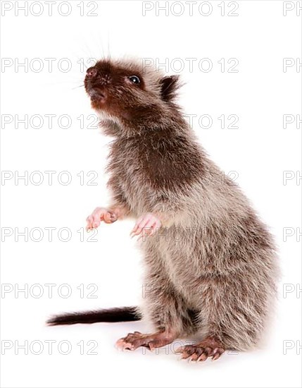 Northern luzon giant cloud rat