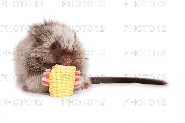 Northern luzon giant cloud rat