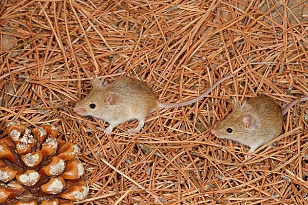 Algerian house mouse