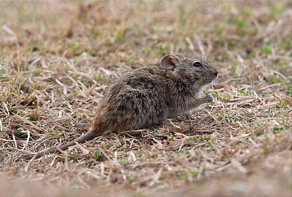 Abyssinian grass rat