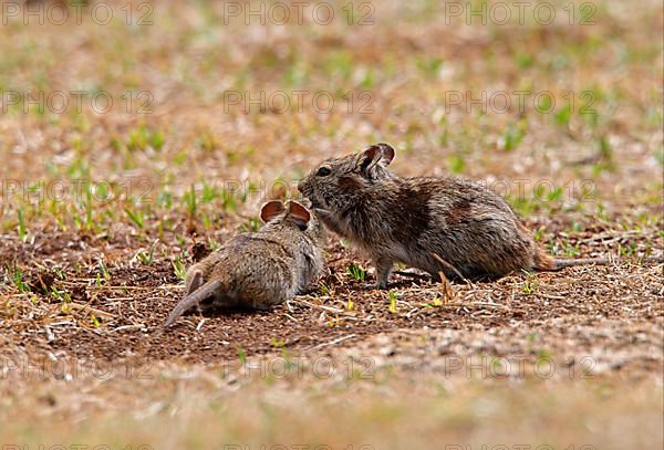 Abyssinian grass rat