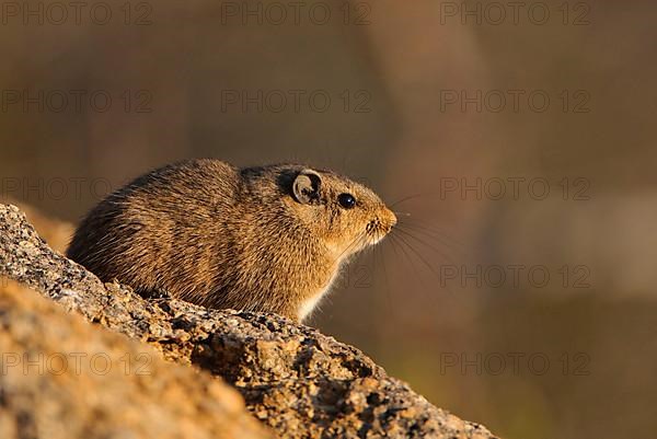 Dassie rat