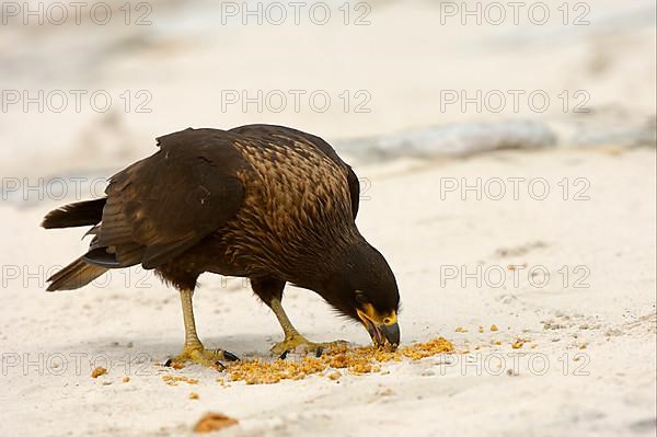 Falkland's Caracara