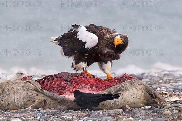 Adult steller's sea eagle