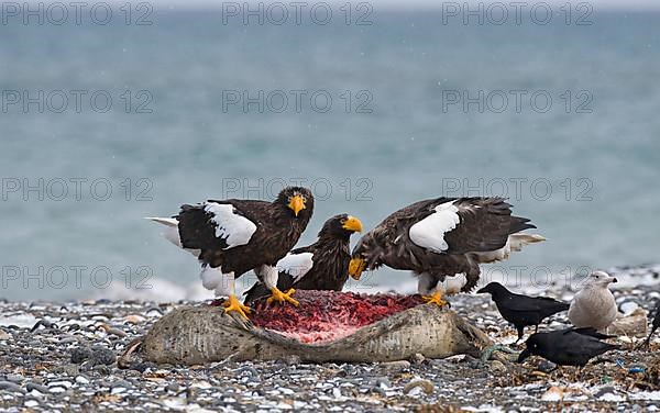 Steller's sea eagle