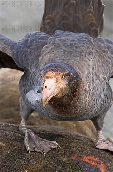 Southern Giant-petrel