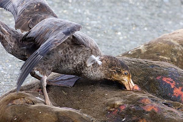 Southern Giant-petrel