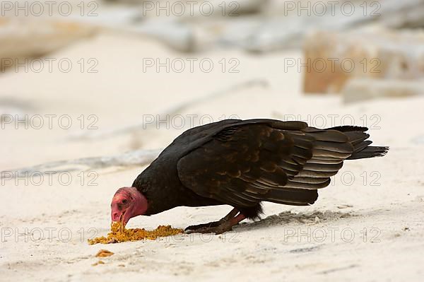 Turkey vulture