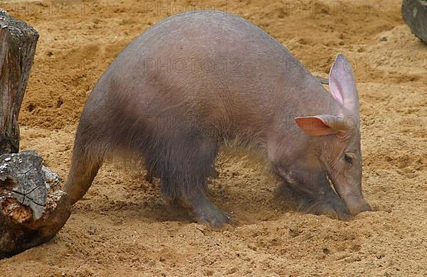 Aardvark