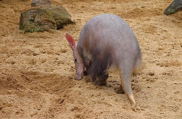 Aardvark