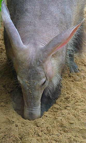 Aardvark