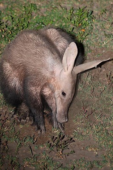 Aardvark