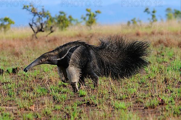 Giant Anteater