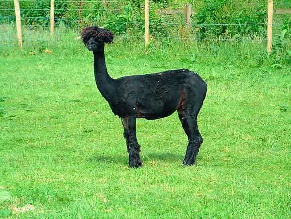 Alpaca