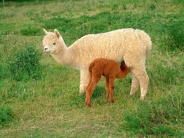 Alpaca