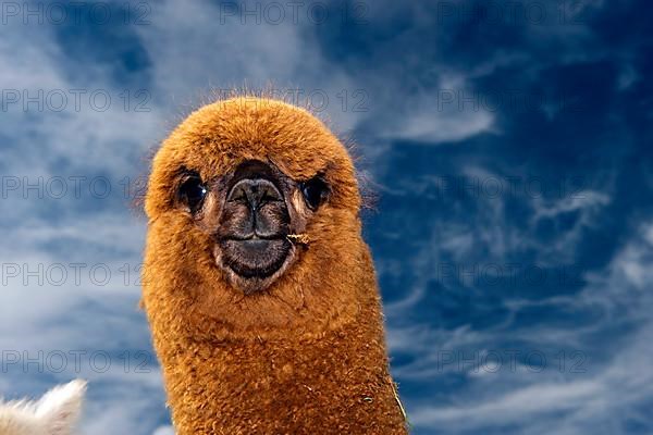 Alpaca