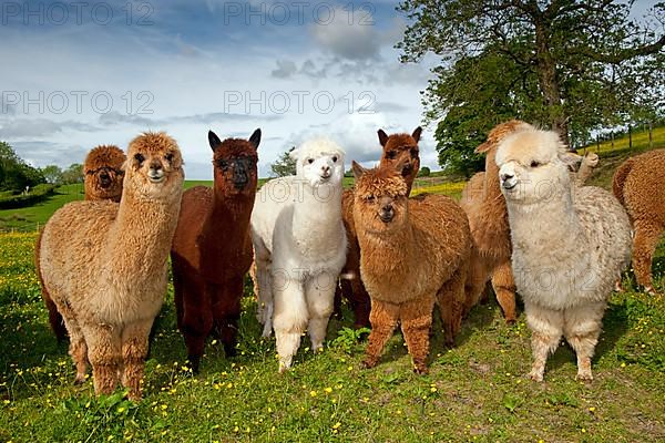 Alpaca