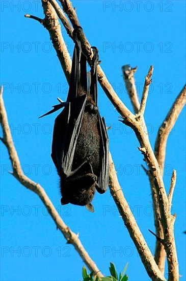 Central flying black flying fox