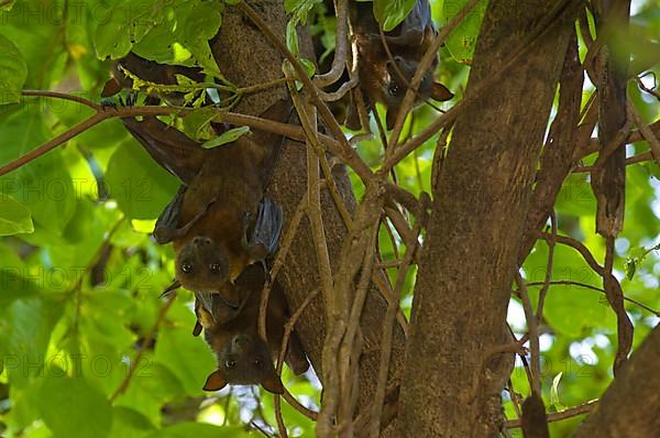 Adult black flying fox