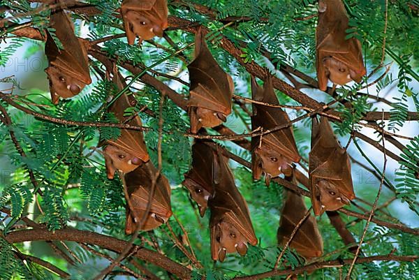 Group of epaulet fruit bats