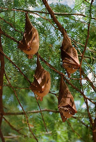 Peters's epauletted fruit bats