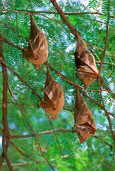 Peters's epauletted fruit bat