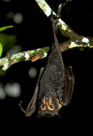 Spectacled flying fox