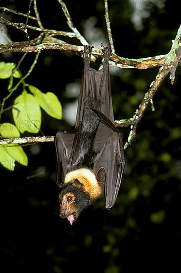 Spectacled flying fox