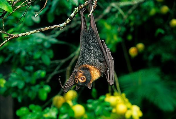 Spectacled Flying Fox