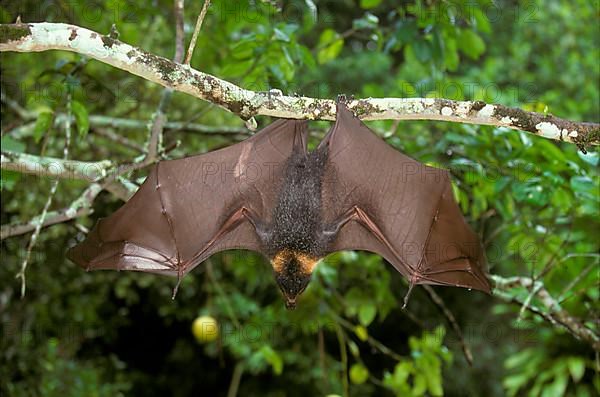 Spectacled flying fox