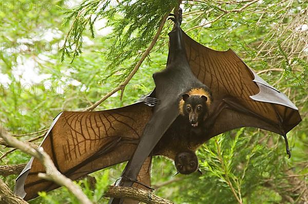 Spectacled Flying Fox