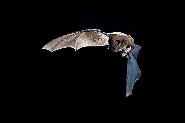 Big Brown Bat