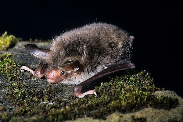 Bechstein's Bat