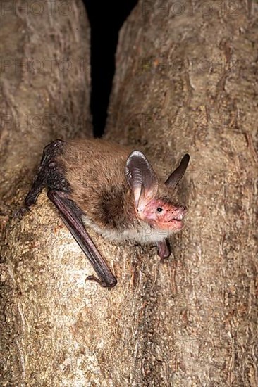 Bechstein's bat