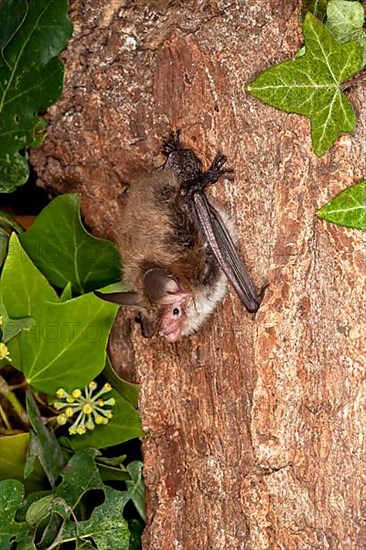 Bechstein's bat