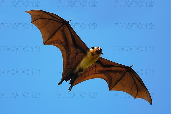 Indian Flying Fox