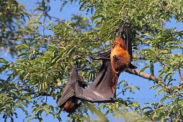 Indian Flying Fox