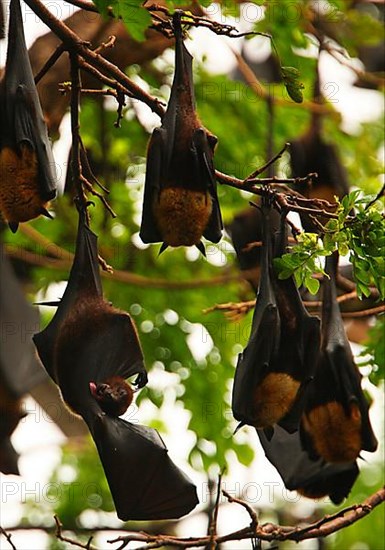 Indian flying fox