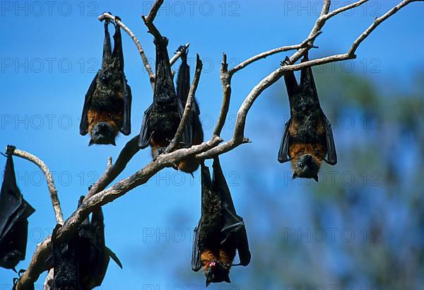 Grey-headed flying fox