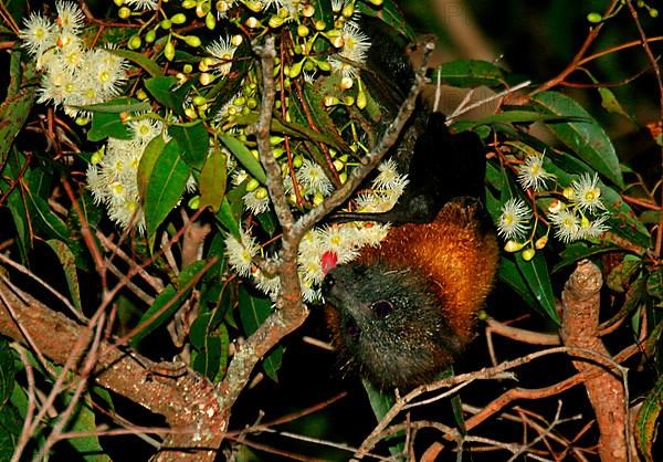 Grey-headed flying fox