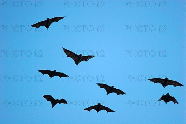 Grey-headed flying fox