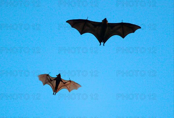 Grey-headed flying fox