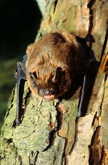 Lesser noctule